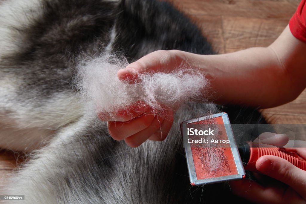 Konzept des Frühlings Mauser Hunde. Junge hält in Händen Klumpen Wolle Siberian Husky und Rakers Pinsel. Close-up. - Lizenzfrei Allergie Stock-Foto