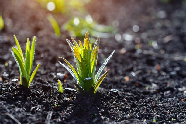 istock Lily sprouts with dew drops in the spring garden 931596616
