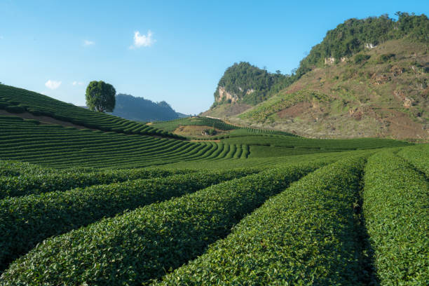 istock Tea plantation landscape on clear day. Tea farm with blue sky and white clouds. 931596628