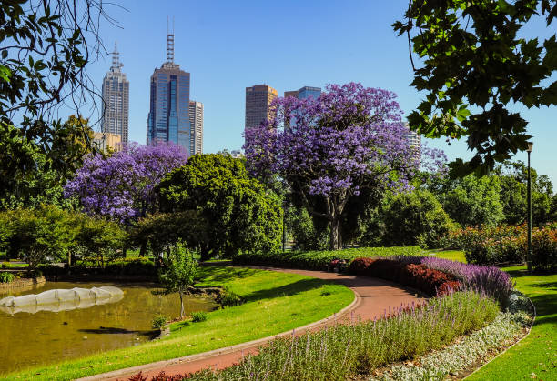 jacaranda é um género botânico pertencente à família bignoniaceae. - jardim botânico - fotografias e filmes do acervo