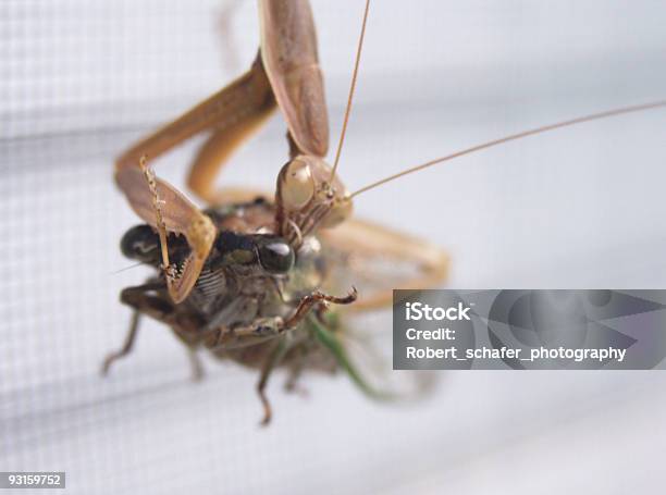 Photo libre de droit de Insectefaim Mantid Chinois banque d'images et plus d'images libres de droit de Aliment - Aliment, Antennes, Chasser