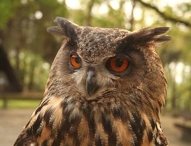 Eagle Owl – Foto