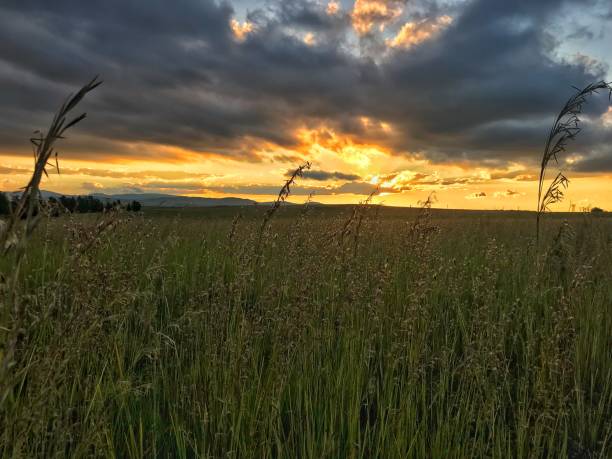 istock Sunset over the Grass Family 2 931600124