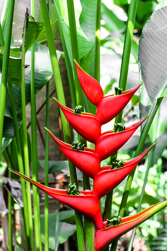 Tropical heliconia flower (Heliconia stricta)