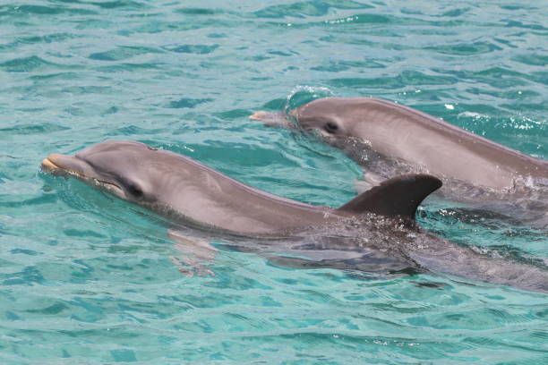 istock Dolphins Swimming In Sea 931605328