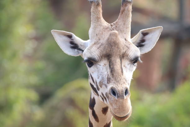istock Close-Up Of Giraffe At Zoo 931605446