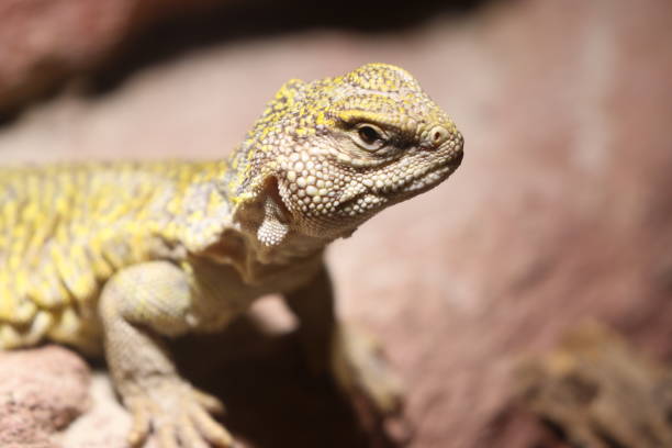 istock Close-Up Of Iguana 931605470