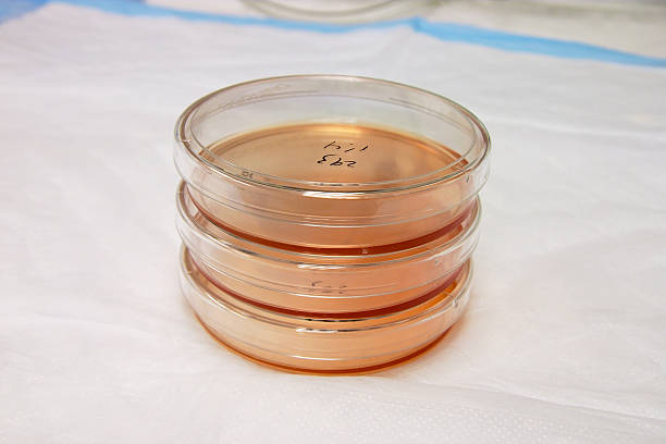 чашка петри в лаборатории набор горизонтальных в письменном виде - nature scientist petri dish science стоковые фото и изображения