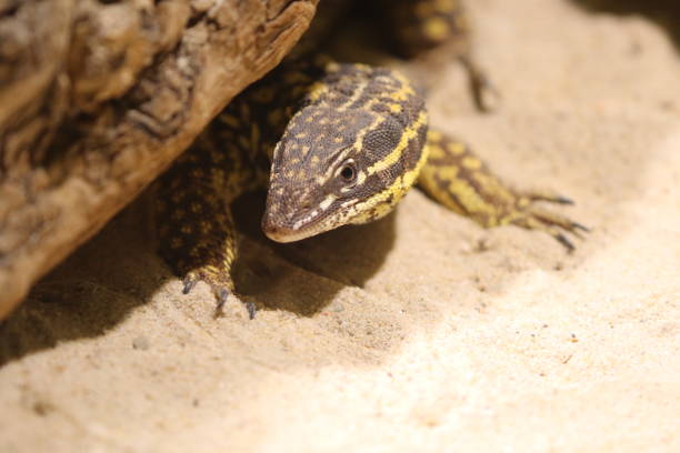 istock Close-Up Of Reptile On Sand 931605560
