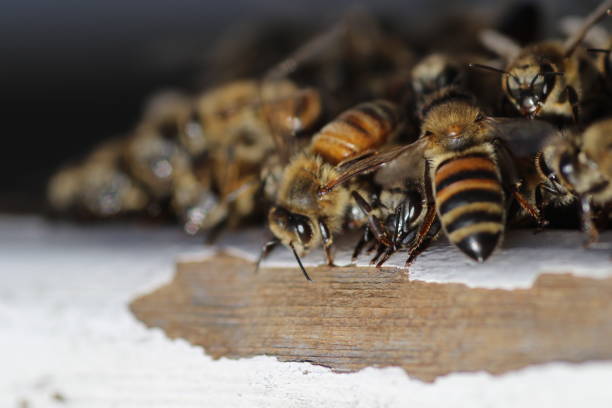 istock Close-Up Of Bees On Wood 931605574