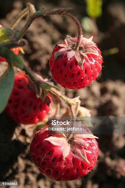 Strawberry On Branch Stock Photo - Download Image Now - Agricultural Field, Agriculture, Berry Fruit