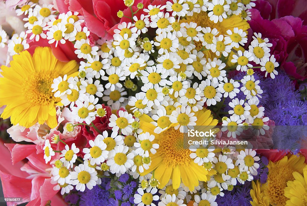Bukiet kwiaty Lato - Zbiór zdjęć royalty-free (Bez ludzi)