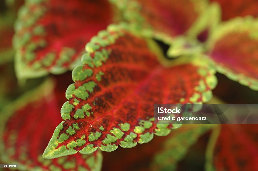 Coleus-solenostemon Red Zuckerhut - Lizenzfrei Blatt - Pflanzenbestandteile Stock-Foto