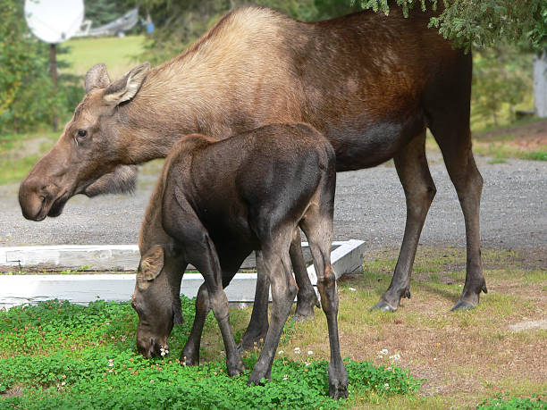 Moose-Kuh und Kalbsleder – Foto