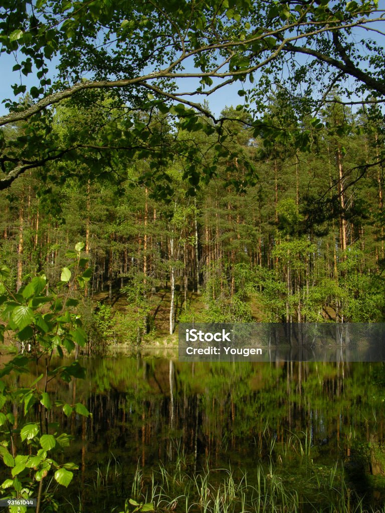Scena di bosco - Foto stock royalty-free di Accudire