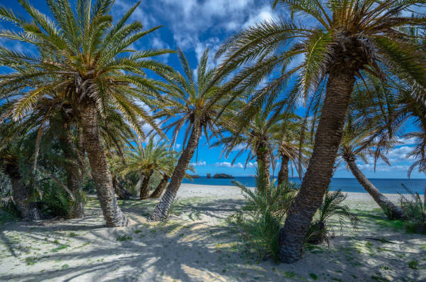 The palm forest of Vai is one of the most popular sights in Crete.It attracts thousands of visitors every year.They come not only for its wonderful palm forest,but also for the amazing tropical beach stock photo