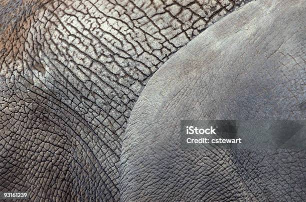 エレファント肌のディテール - でこぼこのストックフォトや画像を多数ご用意 - でこぼこ, ひびが入った, アジアゾウ