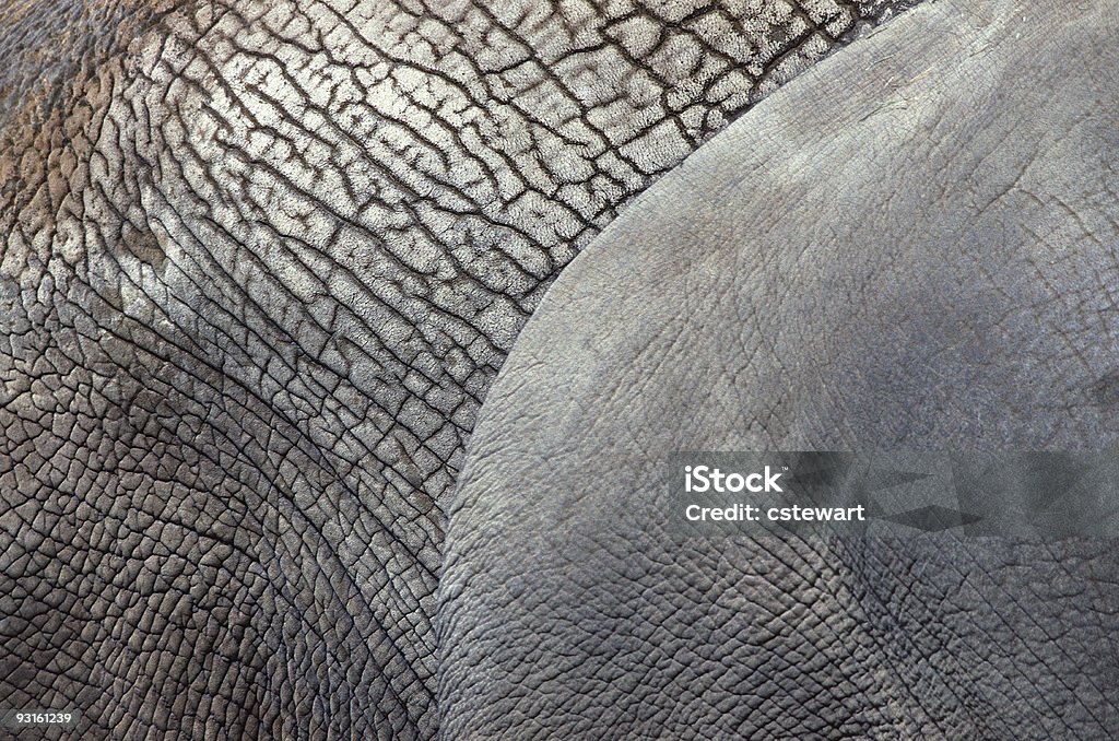 코끼리 쥐젖 데테일 - 로열티 프리 0명 스톡 사진
