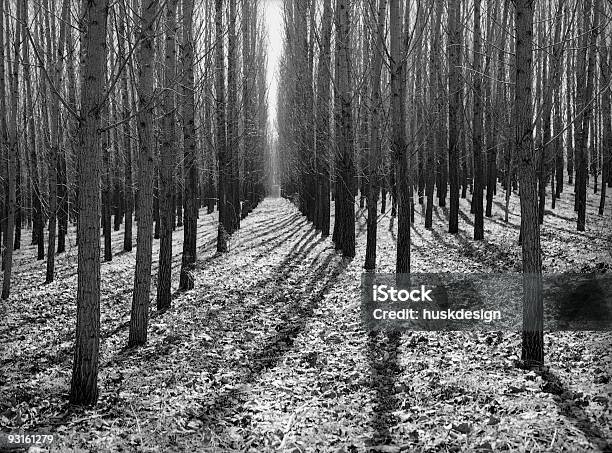 Foresta Non Rivestito - Fotografie stock e altre immagini di Albero - Albero, Albero spoglio, Ambientazione esterna