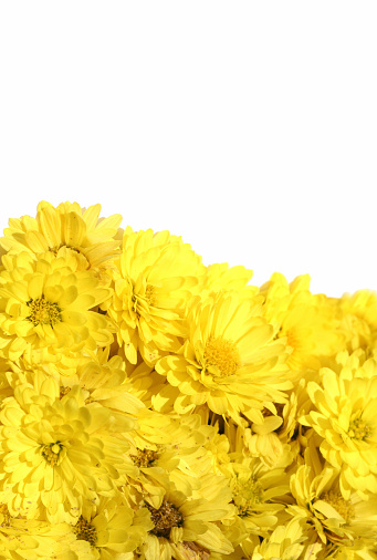 Large garden yellow chrysanthemum flowerbed  and lawn. Selective focus in the foreground. Copy space available.