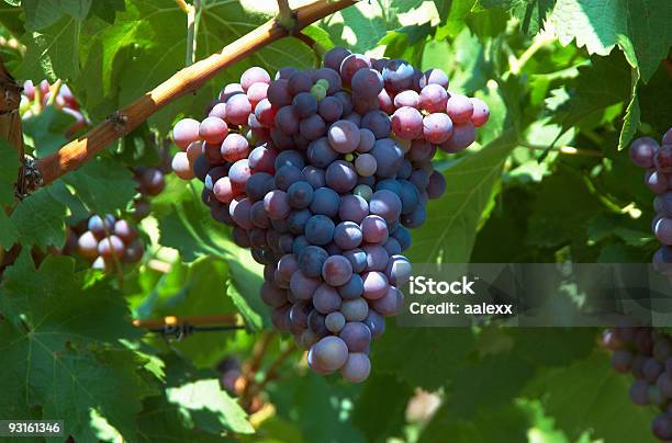 Uva - Fotografie stock e altre immagini di Agricoltura - Agricoltura, Ambientazione esterna, Azienda vinicola