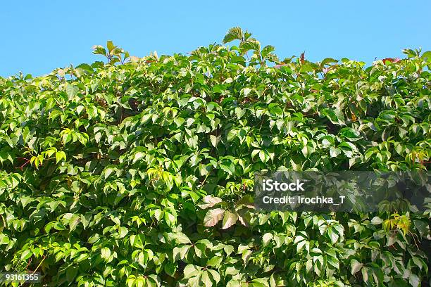 Textura Verde Folhas - Fotografias de stock e mais imagens de Caule de planta - Caule de planta, Cor verde, Crescimento