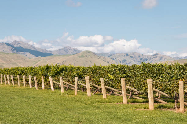 herbstliche weinberge in der region marlborough, neuseeland - marlborough region zealand new landscape stock-fotos und bilder