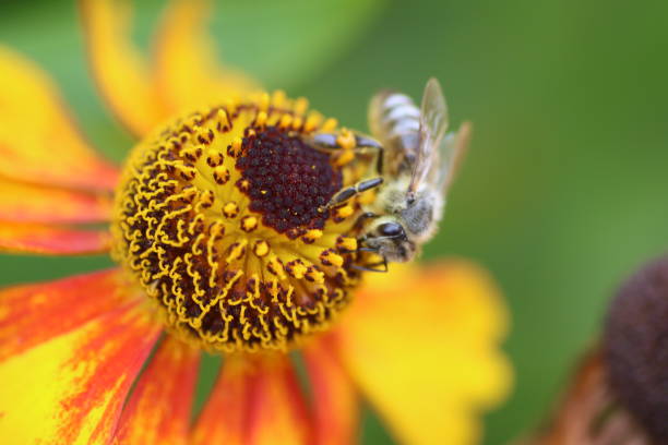 istock High Angle View Of Insect Pollinating On Yellow Flower 931616760
