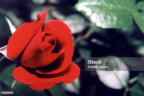 Zeitlose Bloom Stockfoto und mehr Bilder von Biegung - Biegung, Blatt - Pflanzenbestandteile, Blume