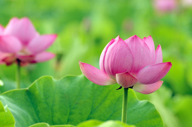 istock Blossoming pink lotus flowers 931618824