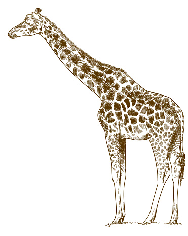 engraving drawing illustration of giraffe