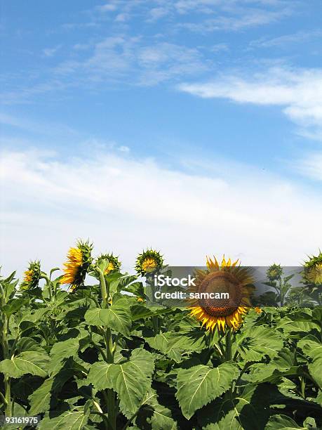 Sunflowers Foto de stock y más banco de imágenes de Aire libre - Aire libre, Amarillo - Color, Campo - Tierra cultivada