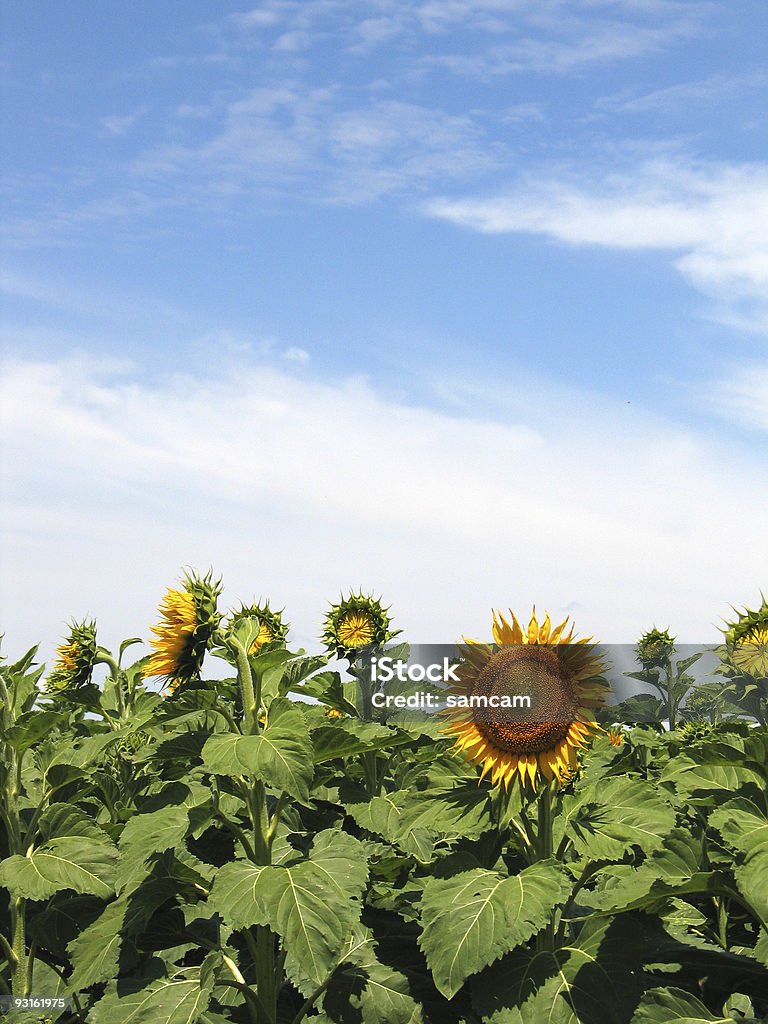 sunflowers - Royalty-free Amarelo Foto de stock