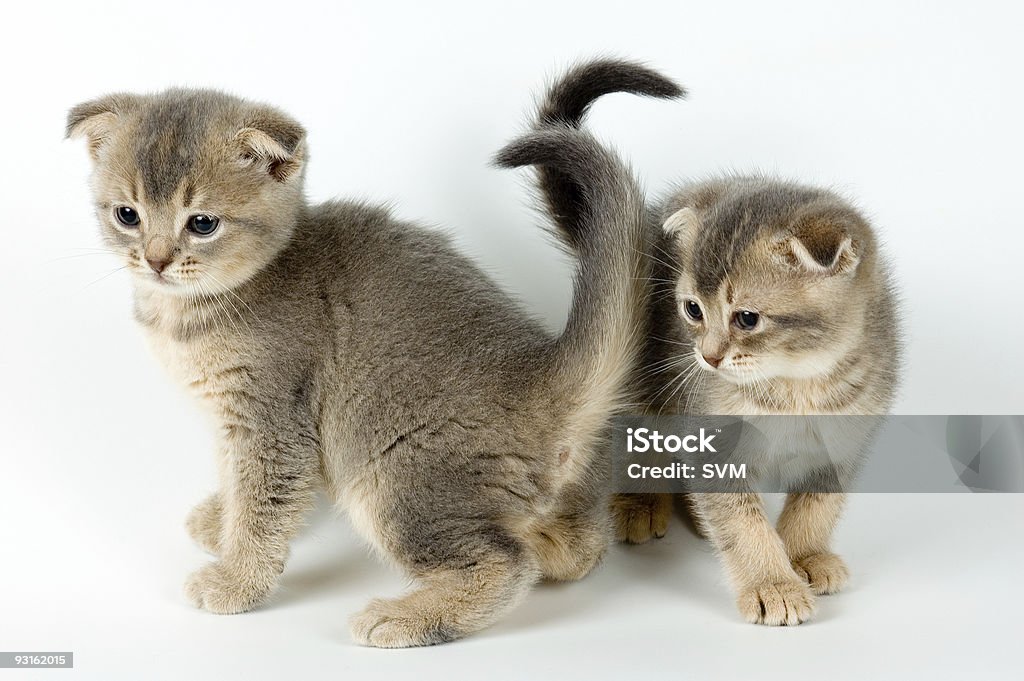 Zwei junge Kätzchen - Lizenzfrei Katzenjunges Stock-Foto