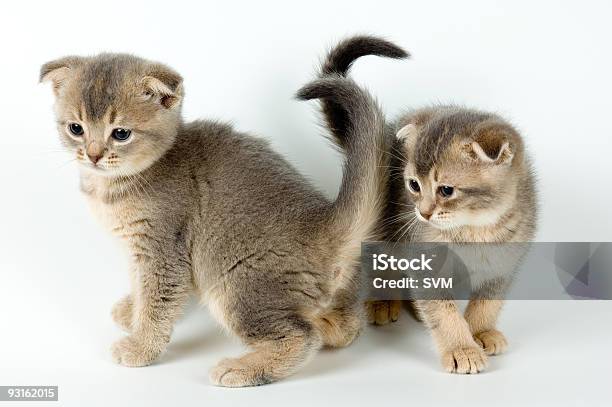 Dois Gatinhos - Fotografias de stock e mais imagens de Gatinho - Gatinho, Animal, Animal Doméstico