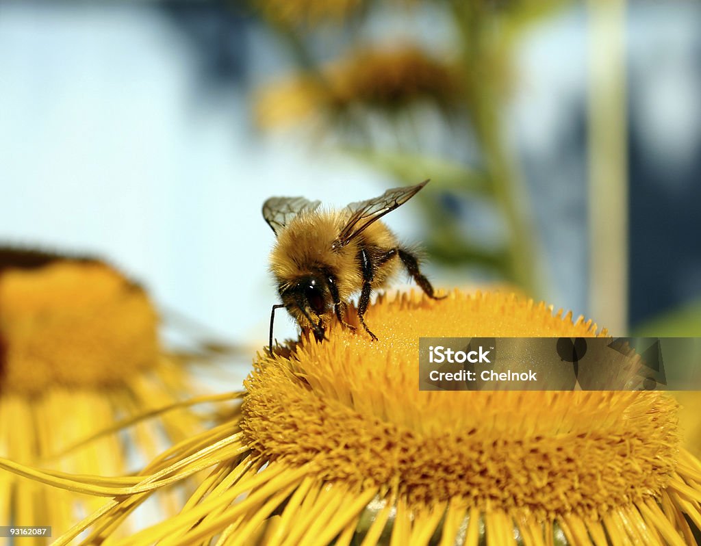 Bumble-bee  Animal Antenna Stock Photo