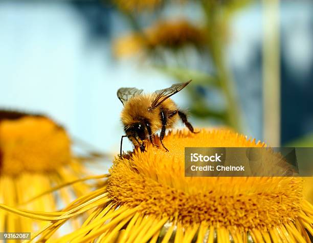 Bumblebee Stock Photo - Download Image Now - Animal Antenna, Animal Hair, Animal Wing