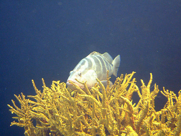 Fish with Coral stock photo