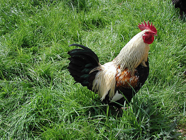 Rooster stock photo