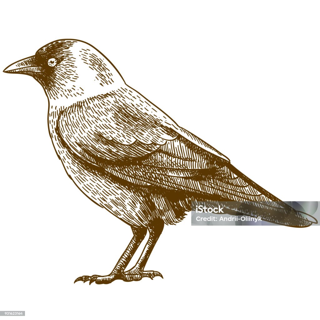 engraving drawing illustration of western jackdaw Vector antique engraving drawing illustration of jackdaw isolated on white background Jackdaw stock vector