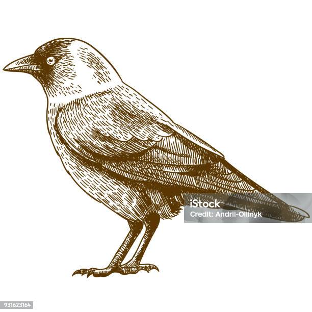 Engraving Drawing Illustration Of Western Jackdaw Stock Illustration - Download Image Now - Jackdaw, Bird, Crow - Bird