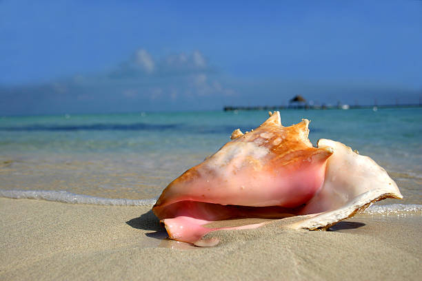 conchiglia sulla spiaggia - queen conch foto e immagini stock