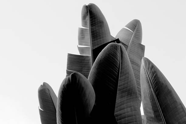 istock Giant Bird of Paradise 93162408