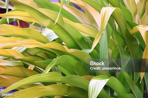 Leaves Stock Photo - Download Image Now - Blade, Botanist, Botany
