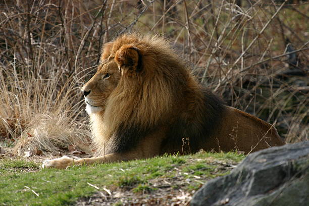 Perfil Con Melena De León Foto de stock y más banco de imágenes de Aire libre - Aire libre, Animal, Animal macho - iStock Perfil Con Melena De León Foto de stock y más banco de imágenes de Aire libre - Aire libre, Animal, Animal macho - iStock