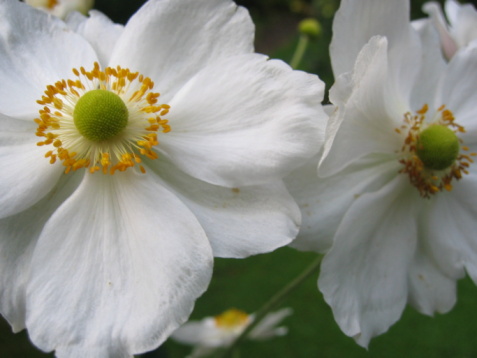 Close up of a grouping of white Multiflora Rose blossoms in a Cape Cod garden.