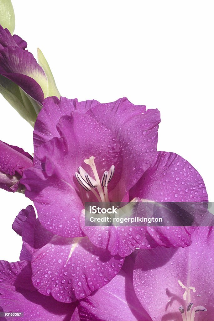 Gladiole 3 - Zbiór zdjęć royalty-free (Bez ludzi)