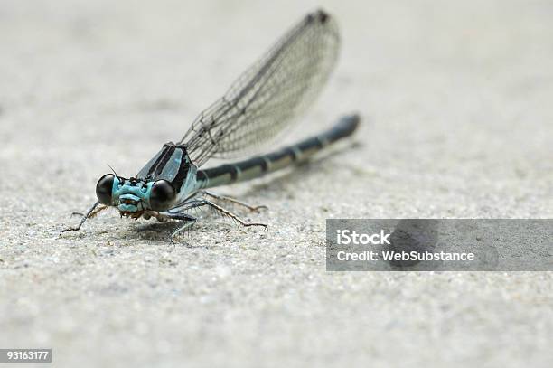 Photo libre de droit de Agrion banque d'images et plus d'images libres de droit de Agrion - Agrion, Aile d'animal, Bleu