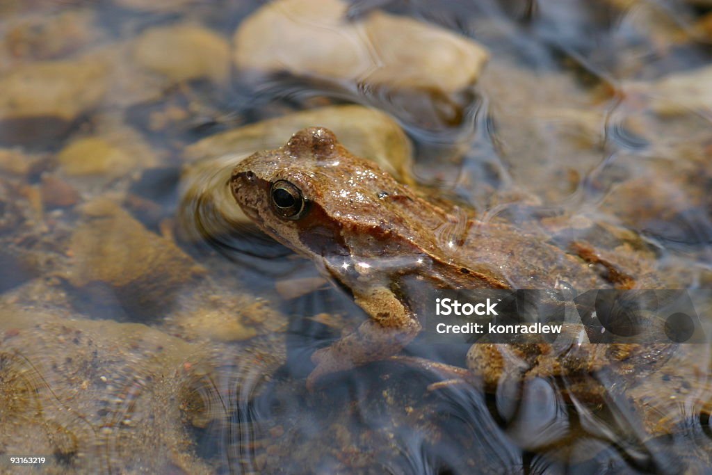 Grenouille et réflexion dans l'eau - Photo de Amphibien libre de droits