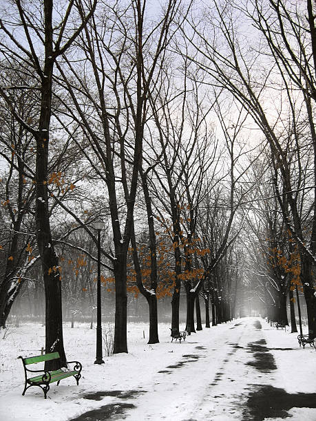 Samotny Ścieżka w winter park – zdjęcie